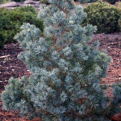 Сосна мелкоцветковая «Блю Гиант» (Pinus parviflora «Blue Giant»)