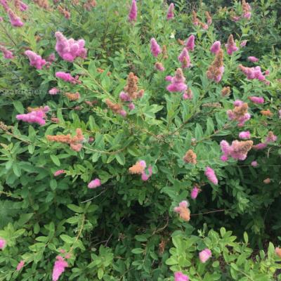 Спирея Бийара, Билларда «Триумфанс» (Spiraea x billardii «Triumphans»).