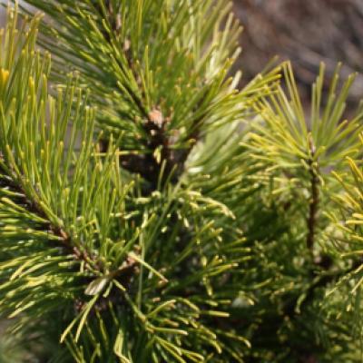 Сосна горная «Винтер Сан» (Pinus mugo «Winter Sun»)