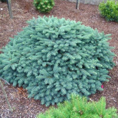 Ель колючая «Вальдбрун» (Picea pungens «Waldbrunn»)