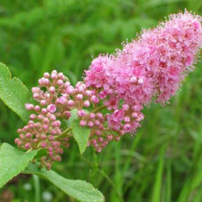 Спирея иволистная «Пинк Инносенс» (Spiraea salicifolia «Pink Innocence»).