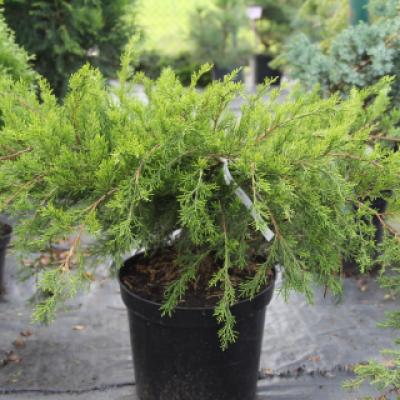 Можжевельник средний «Минт Джулеп» (Juniperus pfitzeriana «Mint Julep»)