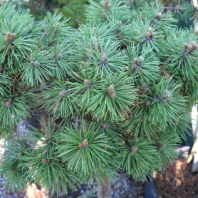 Pinus uncinata «Compacta»