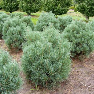 Сосна обыкновенная «Вотерери» (Pinus sylvestris «Watereri»)