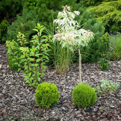 Туя западная «Хозери» (Thuja occidentalis «Hoseri»)