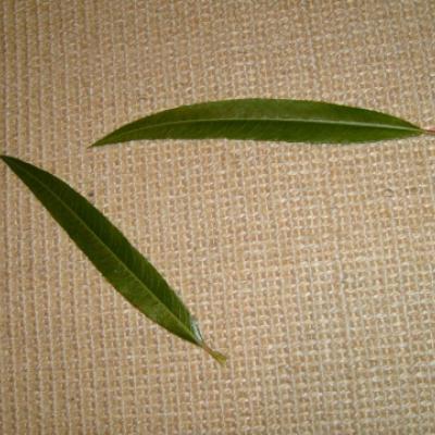 Ива «Уникальная» (Salix «Unikalnaja»)