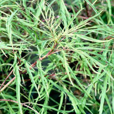 Бузина кистистая, бузина красная «Тенифолия» (Sambucus racemosa «Tenuifolia»)