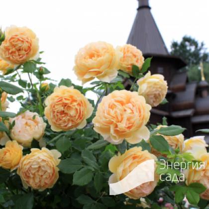 Роза «Голден Селебрейшен» (Golden Celebration) 