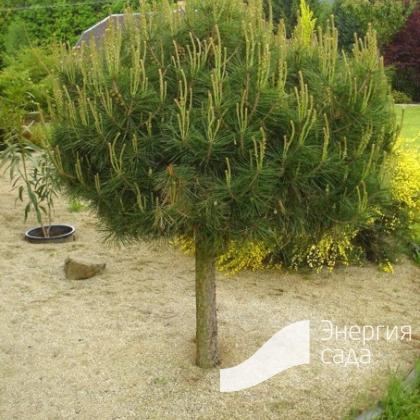 Pinus densiflora «Alice Verkade»