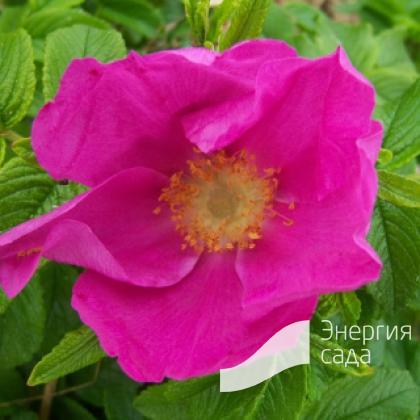 Роза морщинистая, роза ругоза «Рубра» (Rosa rugosa «Rubra»)