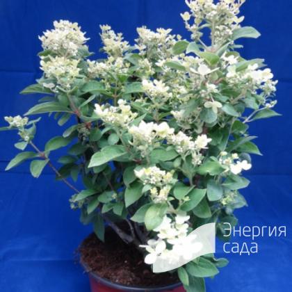 Гортензия метельчатая «Полистар» (Hydrangea paniculata «Polestar»).Серия ПАН