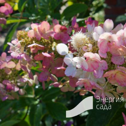 Гортензия метельчатая «Пинк Диамонд» (Hydrangea paniculata «Pink Diamond»).