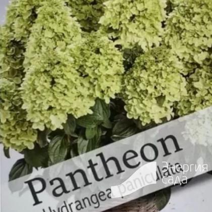 Гортензия метельчатая «Пантеон» (Hydrangea paniculata «PanTheon»).Серия ПАН