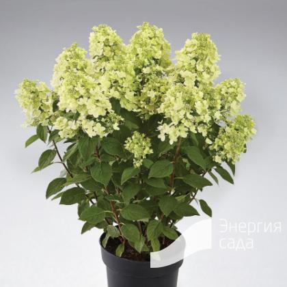 Гортензия метельчатая «Панфлора» (Hydrangea paniculata «Panflora»).Серия ПАН