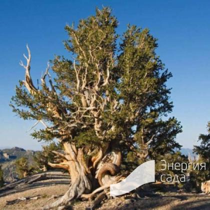Сосна остистая межгорная, долговечная (Pinus longaeva = Pinus aristata var. longaeva)