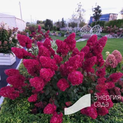 Гортензия «Самарская Лидия» (Hydrangea paniculata «Samarskya Lydia» "Rensam”)