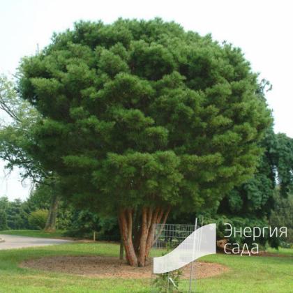 Сосна густоцветковая (Pinus densiflora Siebold et Zucc.)