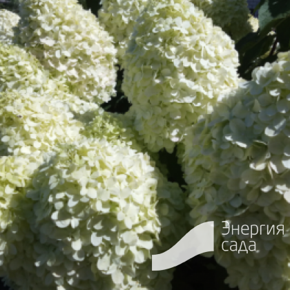 Гортензия метельчатая «Меджикал Лайм Спаркл» (Hydrangea «Magical Lime Sparkle») 