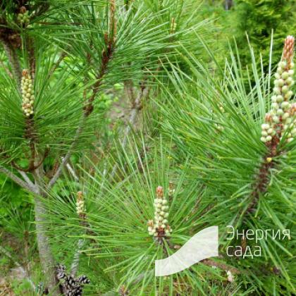 Сосна густоцветковая «Умбракулифера» (Pinus densiflora «Umbraculifera»)