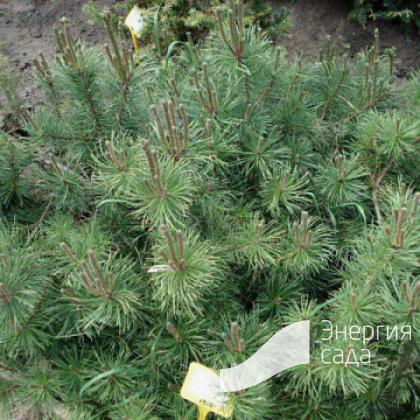 Сосна густоцветковая «Глаука» (Pinus densiflora «Glauca»)