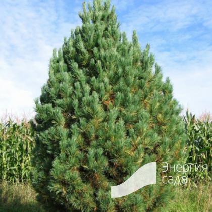 Сосна кедровая сибирская, кедр сибирский (Pinus sibirica = P. cembra var. sibirica)