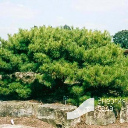 Сосна кедровая стланиковая, кедровый стланик (Pinus pumila)
