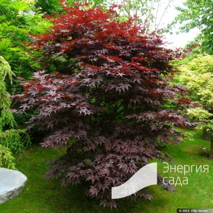 Клен веерный, дланевидный «Бладгуд» (Acer palmatum «Bloodgood») - купить в  СПб с доставкой