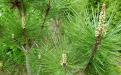 Сосна густоцветковая «Умбракулифера» (Pinus densiflora «Umbraculifera»)