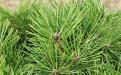 Сосна густоцветковая «Джейн Клуис» (Pinus densiflora «Jane Kluis»)