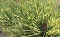 Сосна густоцветковая «Окулюс-Драконис» (Pinus densiflora «Oculus-draconis»)