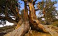 Pinus longaeva = Pinus aristata var. longaeva