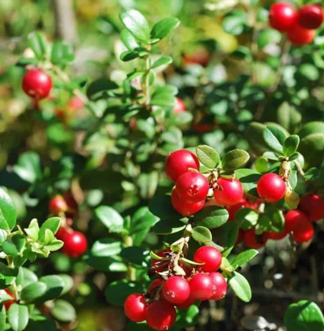 Брусника кустики. Брусника Садовая ред Перл. Брусника 'Red Pearl'. Брусника (Vaccinium Oxycoccos). Брусника (Vaccinium Vitis-idaea).